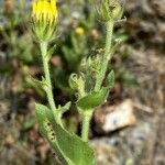 Hieracium amplexicaule Blatt