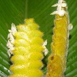 Calathea lasiostachya Fruit