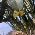Euphorbia murielii Cvet