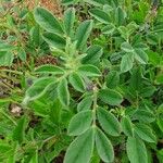 Indigofera volkensii Fuelha