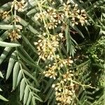 Schinus molle 花