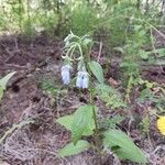 Mertensia paniculata Flor