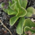 Veronica bellidioides Likasa