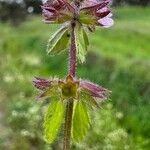 Stachys arvensis Lorea