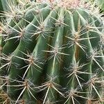 Ferocactus pilosus Агульны выгляд