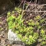 Saxifraga fragosoi Yaprak