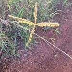 Eustachys paspaloides Flor