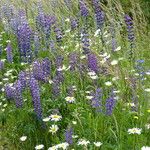 Lupinus polyphyllus Plante entière