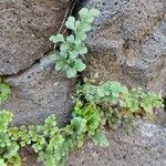 Asplenium ruta-muraria आदत