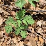 Dicentra cucullaria Fuelha