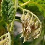 Pterostyrax hispidus Froito