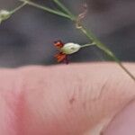 Panicum simile Flower