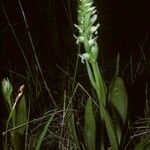 Spiranthes romanzoffiana Flower