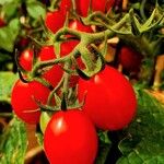 Solanum lycopersicum Fruit