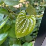 Dioscorea bulbifera Blad