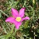 Sabatia campestris Flower