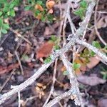 Buxus microphylla Кора