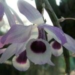 Dendrobium lituiflorum Fleur