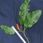 Philodendron inaequilaterum Прочее