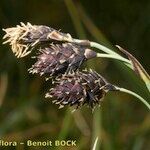 Carex atrofusca Ovoce