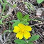 Potentilla reptansFlower