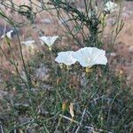 Calystegia longipes Кветка