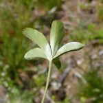 Alchemilla saxatilis Leaf