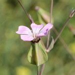 Vaccaria hispanica 花