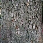 Diospyros kaki Bark