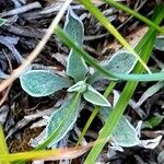 Antennaria dioica পাতা