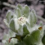 Psilocarphus brevissimus Květ