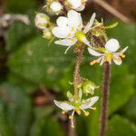 Saxifraga cuneifolia Flor