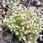 Sedum dasyphyllum आदत