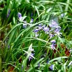 Scilla luciliae 形态