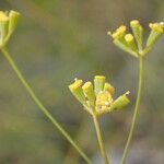 Bupleurum rigidum Flower