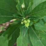 Vernonia baldwinii ফুল