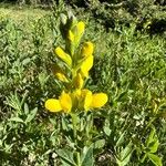 Baptisia sphaerocarpa Virág