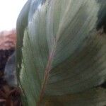 Calathea picturata Lehti