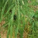 Cryptomeria japonica Ліст