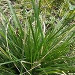 Carex paniculataFolha