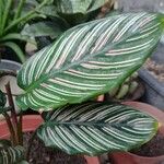 Calathea ornataЛіст