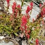 Castilleja miniata ফুল