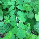 Amorpha fruticosa Leaf