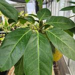 Schefflera digitata Hoja
