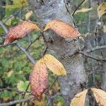 Crataegus germanica Bark