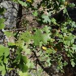 Quercus garryana Blad