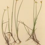 Carex pauciflora 形态