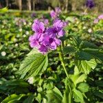 Cardamine pentaphyllos Fiore