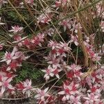 Sedum anglicum Flors