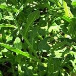 Centaurea sphaerocephala Blad